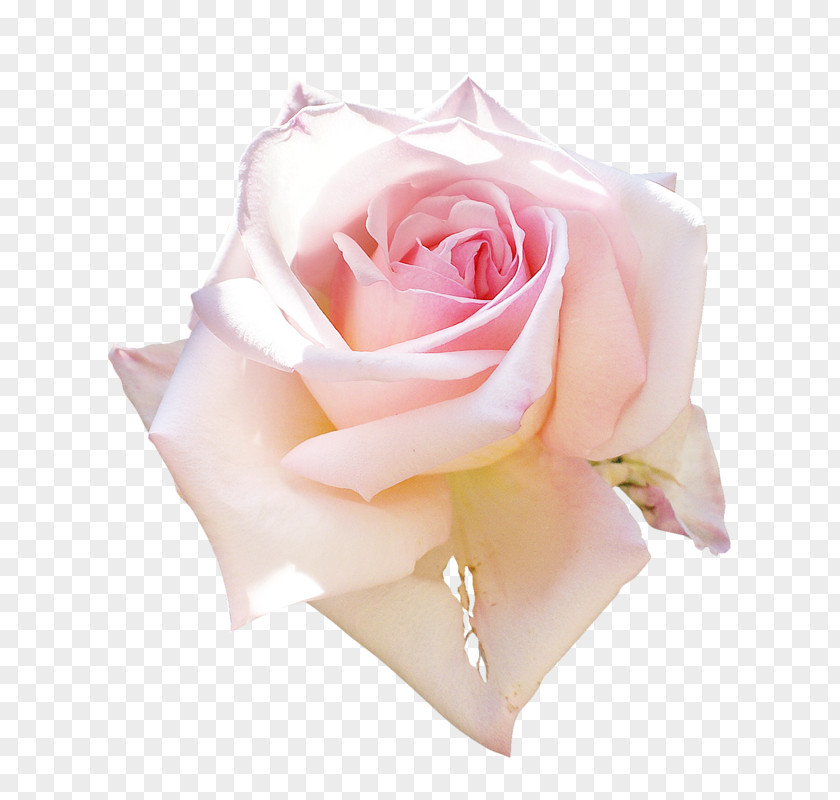 Flower Garden Roses Still Life: Pink Floral Design PNG