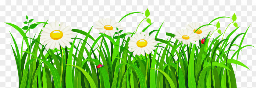 Green Grass Plant Flower Family PNG