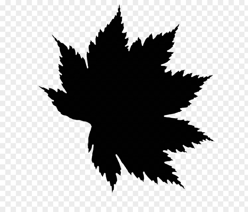 Japanese Maple Image Psd Vector Graphics PNG