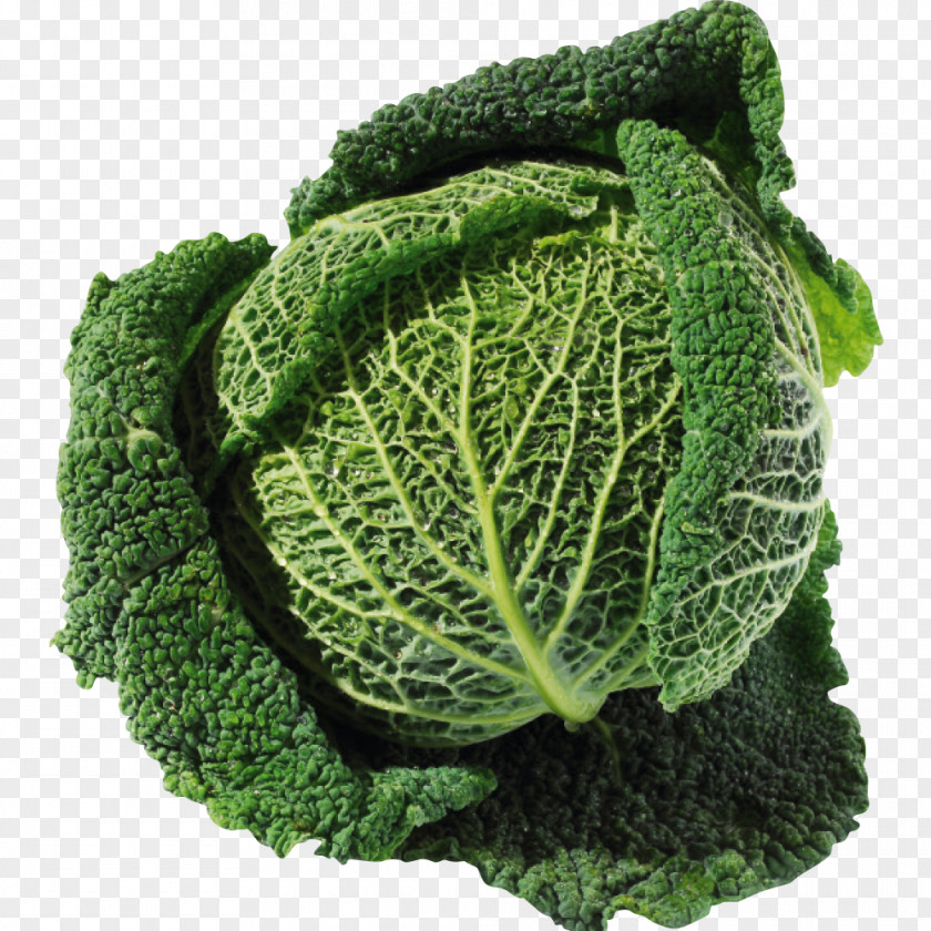 Kale Savoy Cabbage Collard Greens Spring Leaf Vegetable PNG