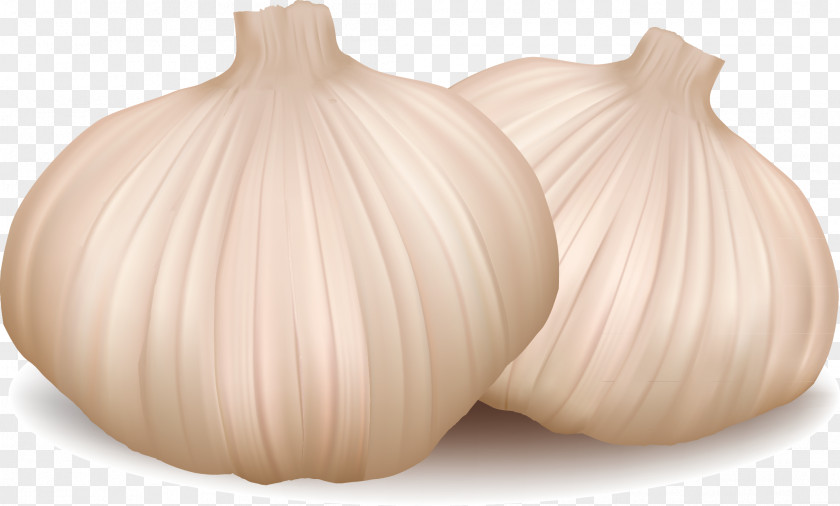 Onion Vector Design PNG