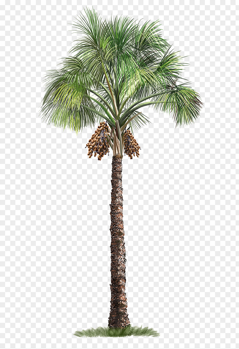 Palm Tree Mauritia Flexuosa Arecaceae PNG