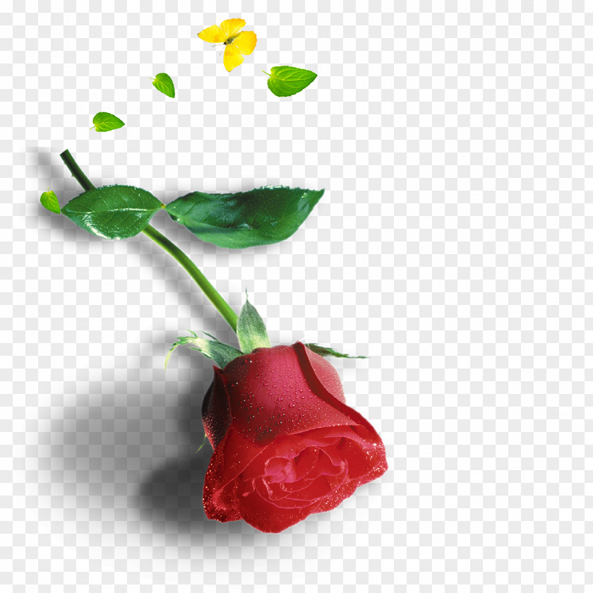 Rose Pink Red PNG