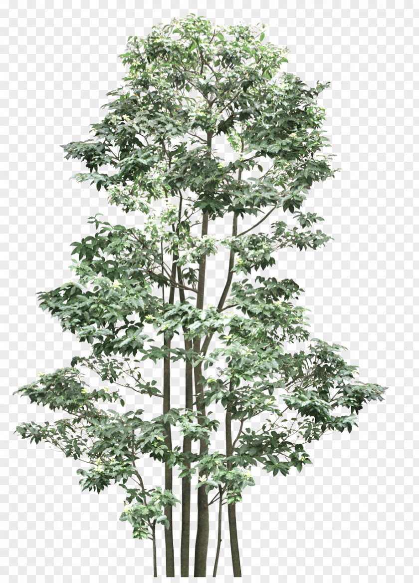 Tree Out-Tree Shrub Branch Plant PNG