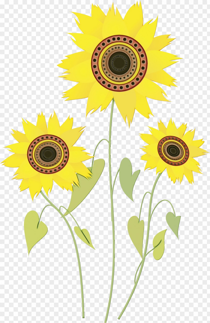 Asterales Wildflower Flowers Background PNG