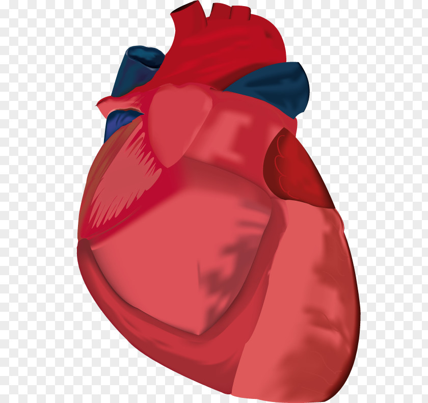 Heart Image Adobe Photoshop Anatomy PNG