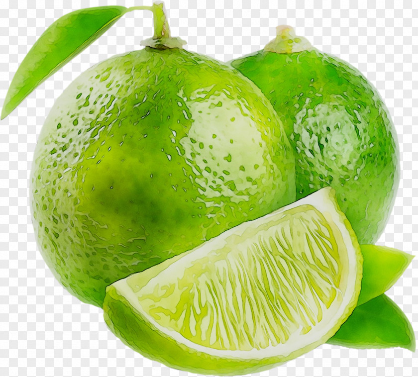 Persian Lime Plants Lemon Key Marketing PNG