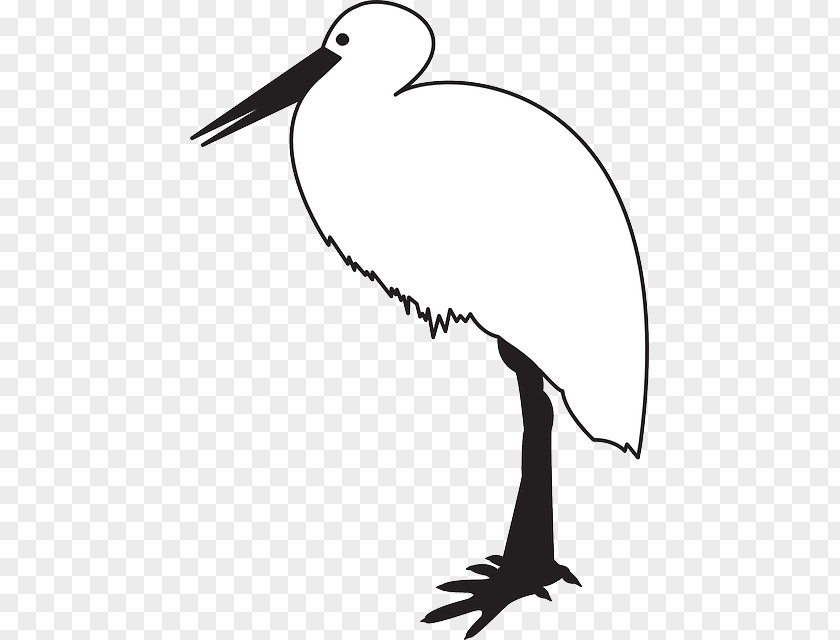 Bird White Stork Black Beak Clip Art PNG