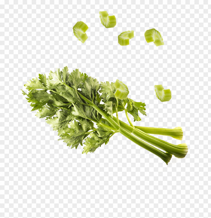 Celery Parsley Herb Leaf Vegetable PNG
