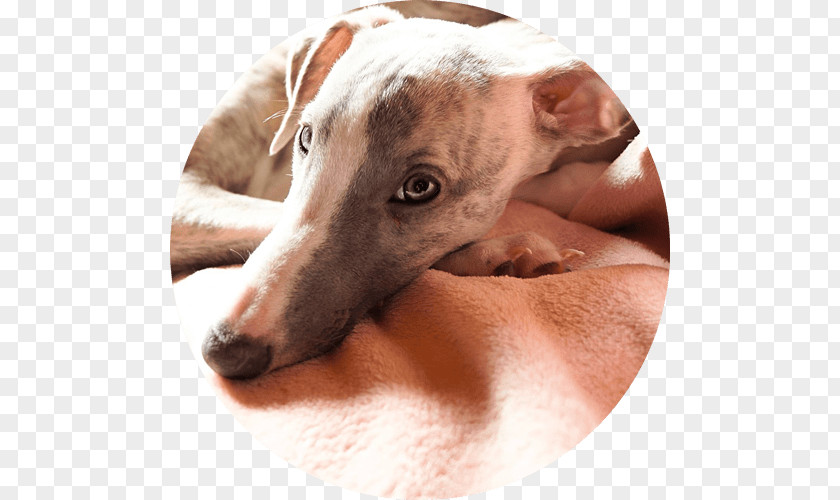Doggo Spanish Greyhound Italian Whippet Lurcher PNG
