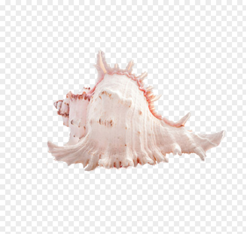 Marine Conch Seashell Photography PNG