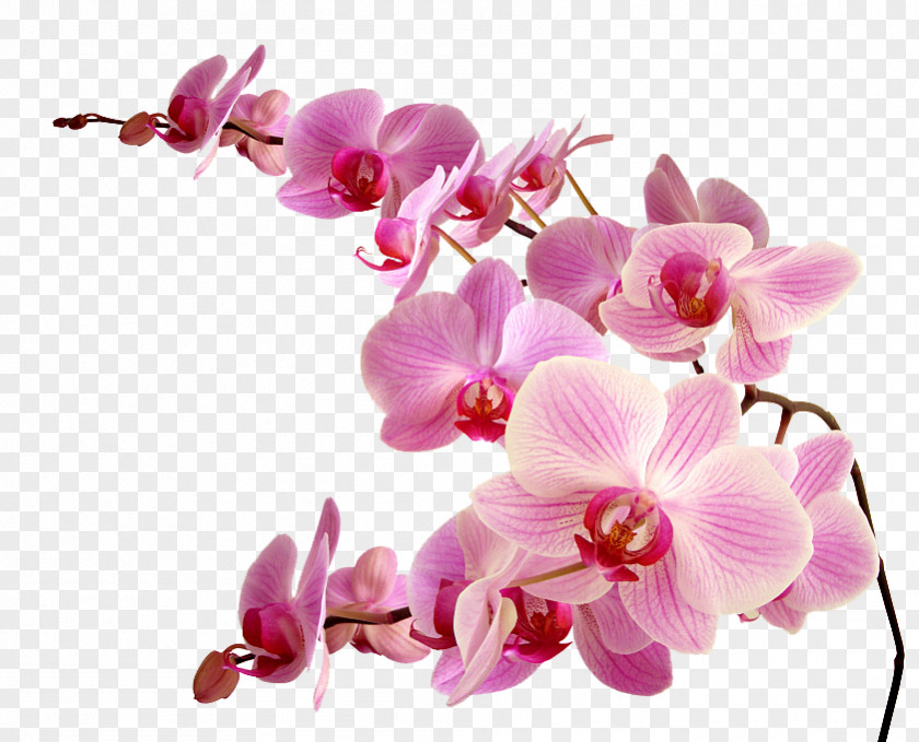 Pink Orchid Flower PNG orchid flower clipart PNG