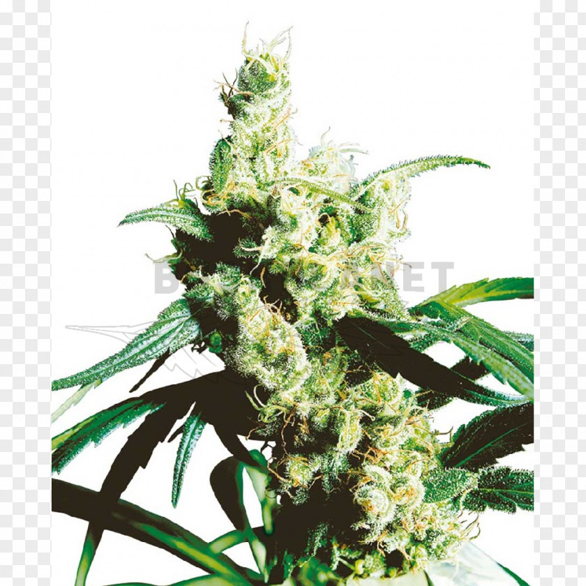 Skunk Silver Haze Sensi Seeds Autoflowering Cannabis PNG