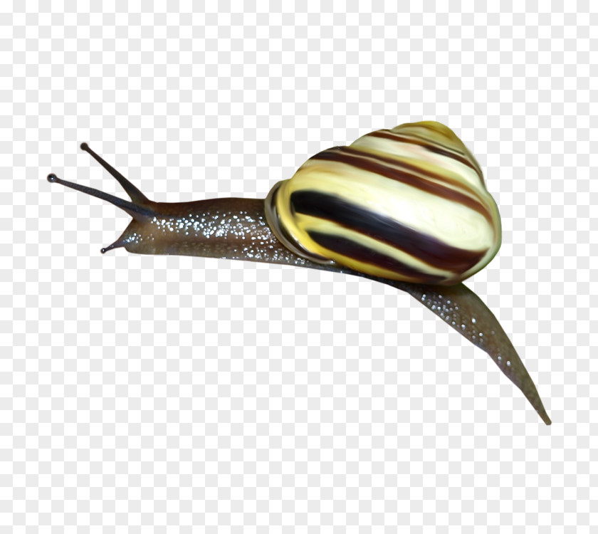 Snails Snail Orthogastropoda Slug PNG