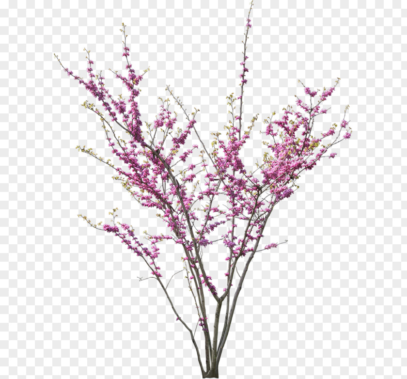 Tree Cercis Siliquastrum Flower Blossom PNG