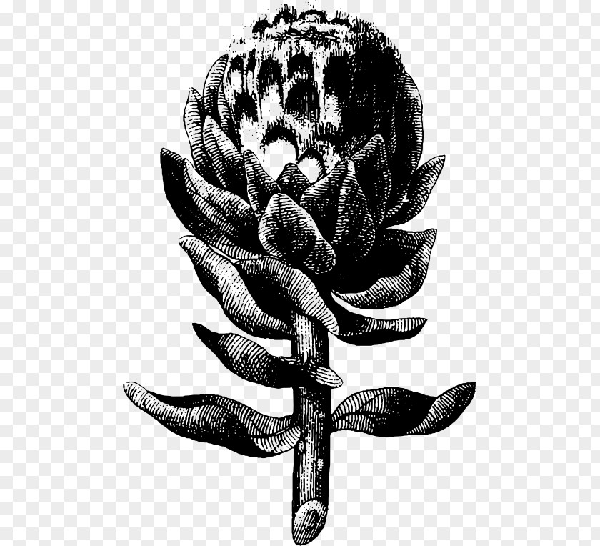 Vegetable Artichoke Engraving Clip Art PNG