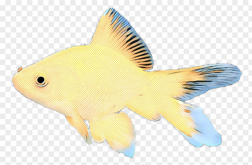Coral Reef Fish Bonyfish Background PNG