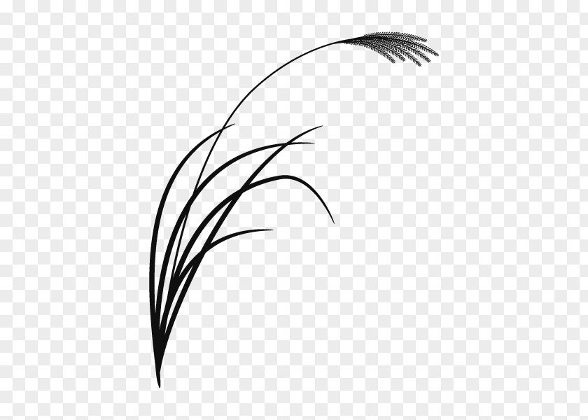 Font Feather Eyebrow Beak Leaf PNG