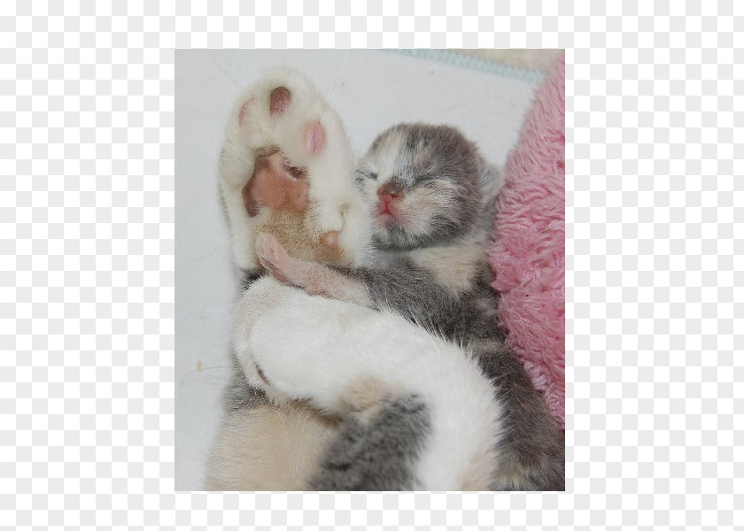 Kitten Whiskers Ferret Fur Paw PNG