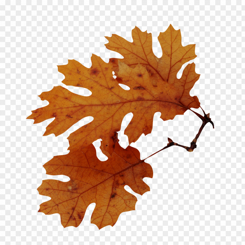 Leaves Autumn Leaf Color Tree American Sweetgum Quercus Nigra PNG