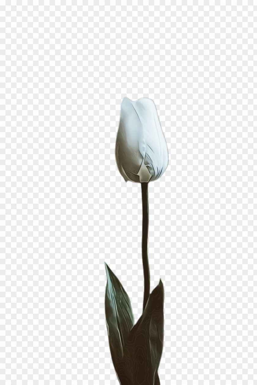 Magnolia Lily Family Flower Cartoon PNG