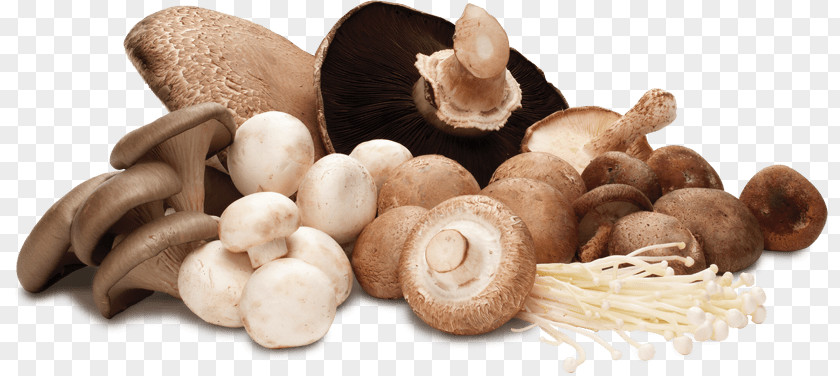 Mushrooms PNG Mushrooms, assorted mushrooms clipart PNG