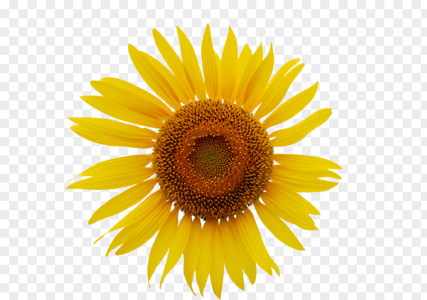 Sunflower Common Royalty-free Clip Art PNG