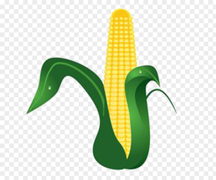 A Corn Clip Art PNG