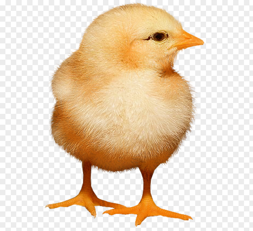 Chickens Chicken Desktop Wallpaper PNG
