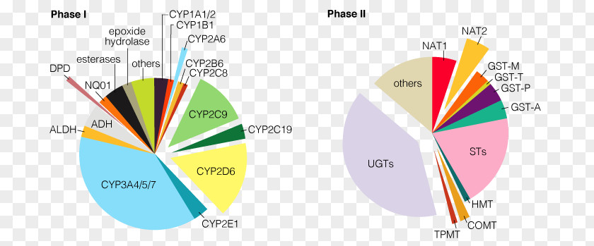 Gst Enzyme Cytochrome P450 Drug Metabolism Flavin-containing Monooxygenase PNG