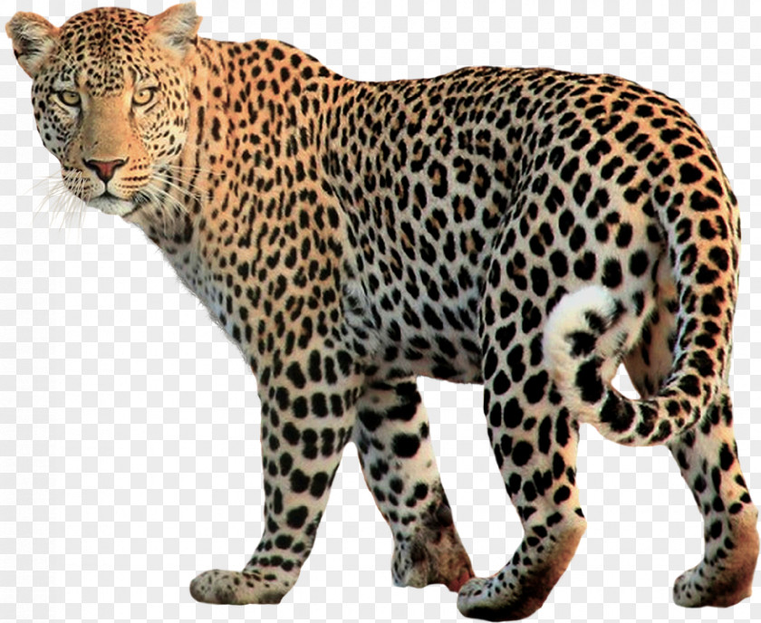 Leopard Snow Felidae PNG