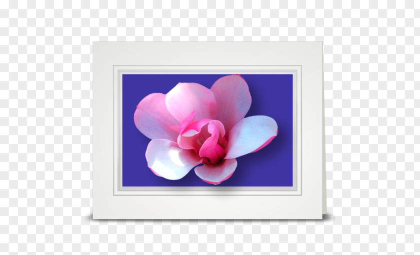 Magnolia Flower Tulip Petal Violet Pink PNG