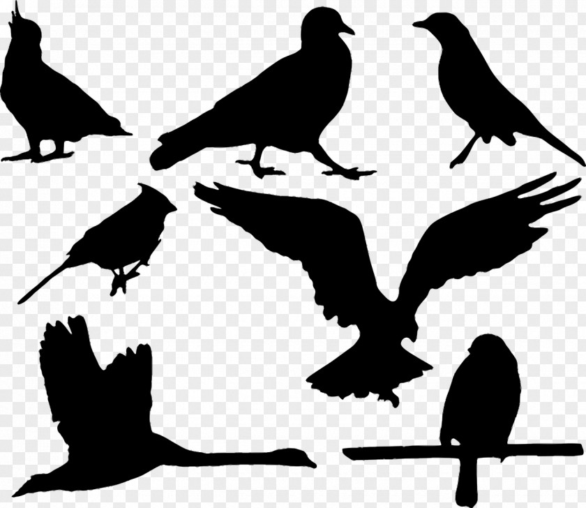 Pigeon Silhouette Drawing Bird PNG