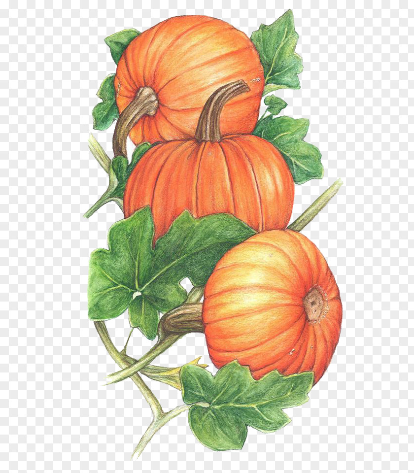 Pumpkin Cucurbita Vine Clip Art PNG