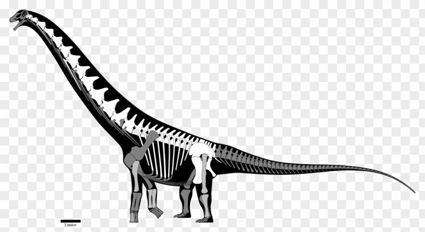 Reconstruction Futalognkosaurus Late Cretaceous Dinosaur Coniacian Turonian PNG