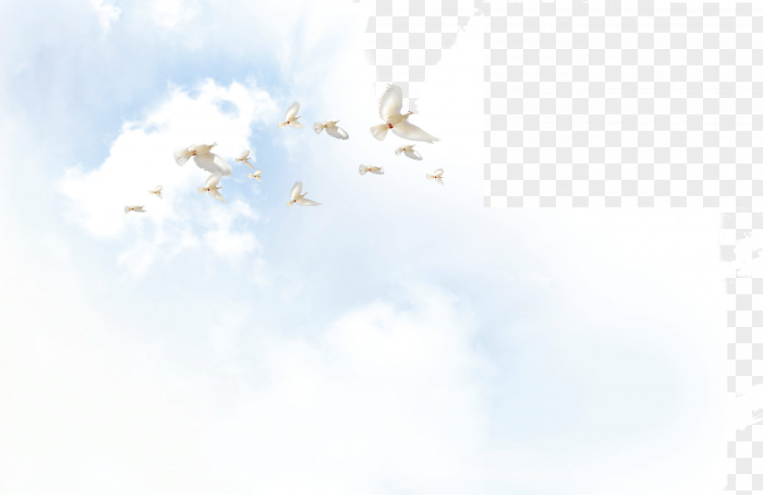 Soaring Dove PNG dove clipart PNG