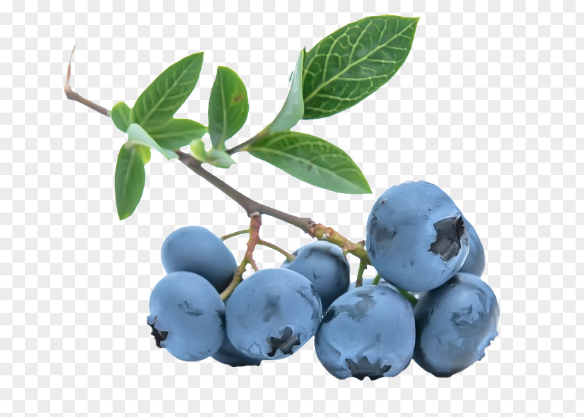 Blueberries Ice Cream Muesli Bilberry European Blueberry PNG