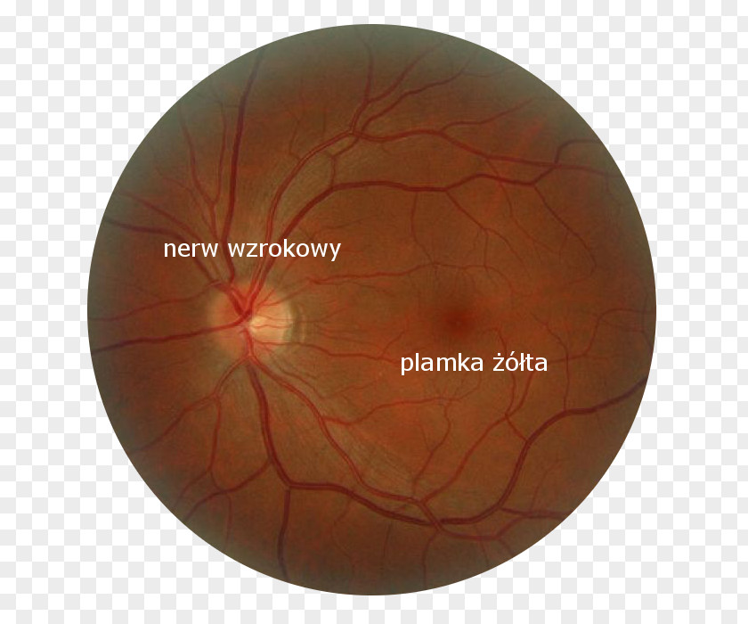 Eye Macula Of Retina Cone Cell Rod PNG