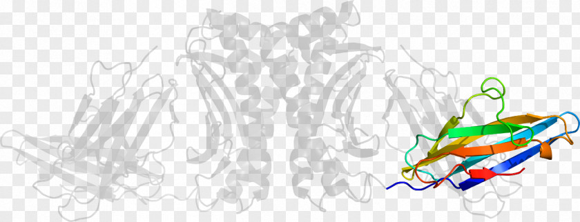 Major Histocompatibility Complex Graphic Design Line Art Clip PNG