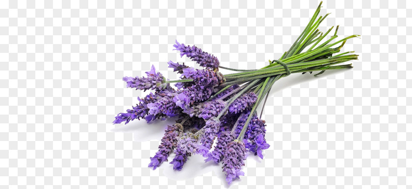 Oil English Lavender Essential Lavandula Latifolia PNG