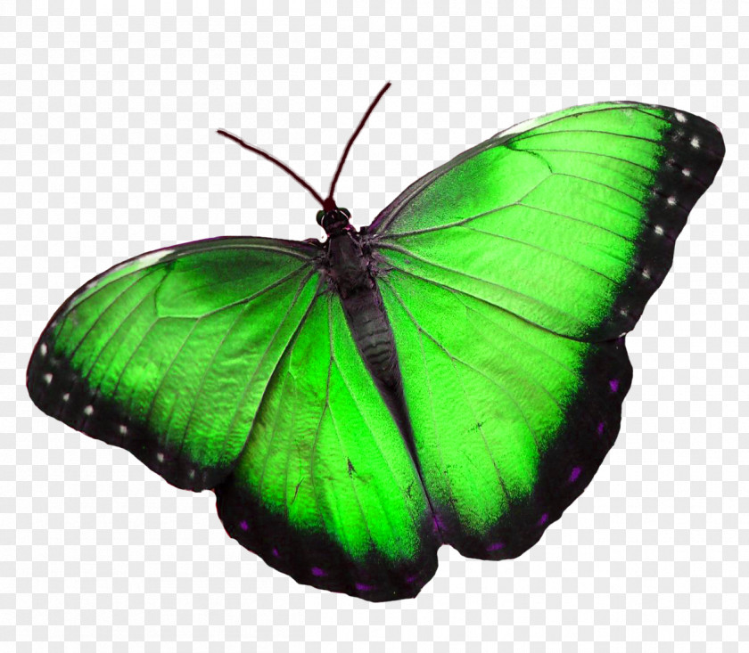 Butterfly Morpho Peleides Menelaus Blue Greta Oto PNG