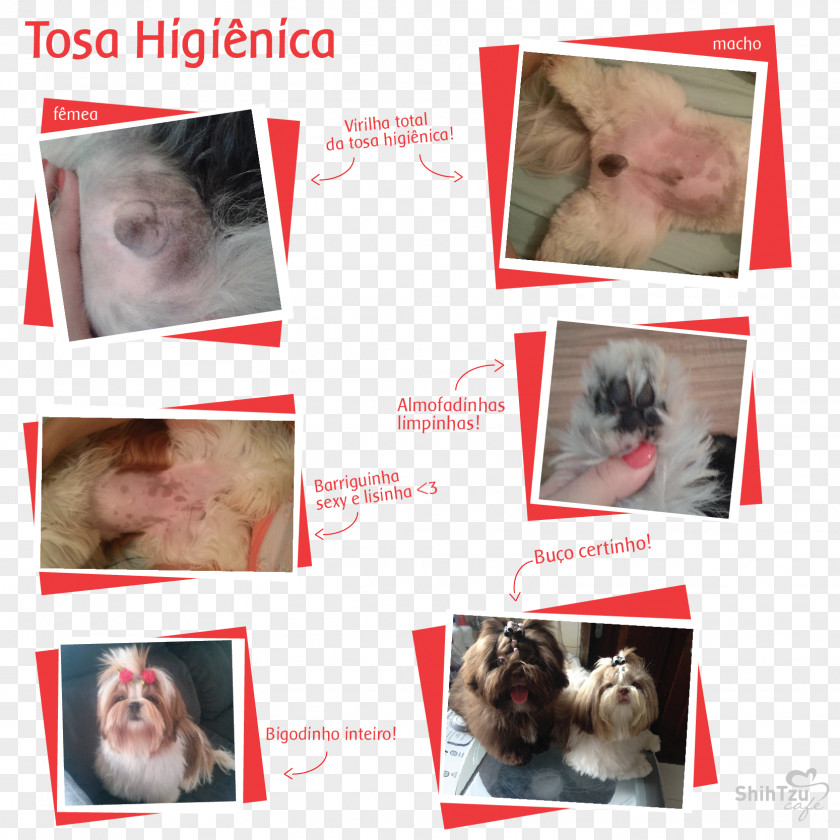 Cat Whiskers Shih Tzu Poodle Lhasa Apso Dog Breed PNG