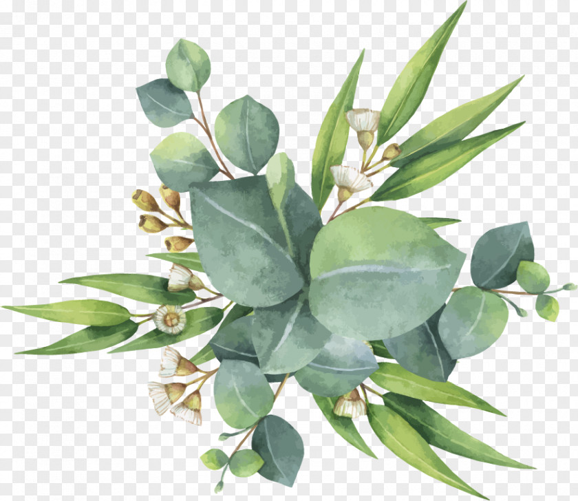 Painting Eucalyptus Polyanthemos Watercolor PNG