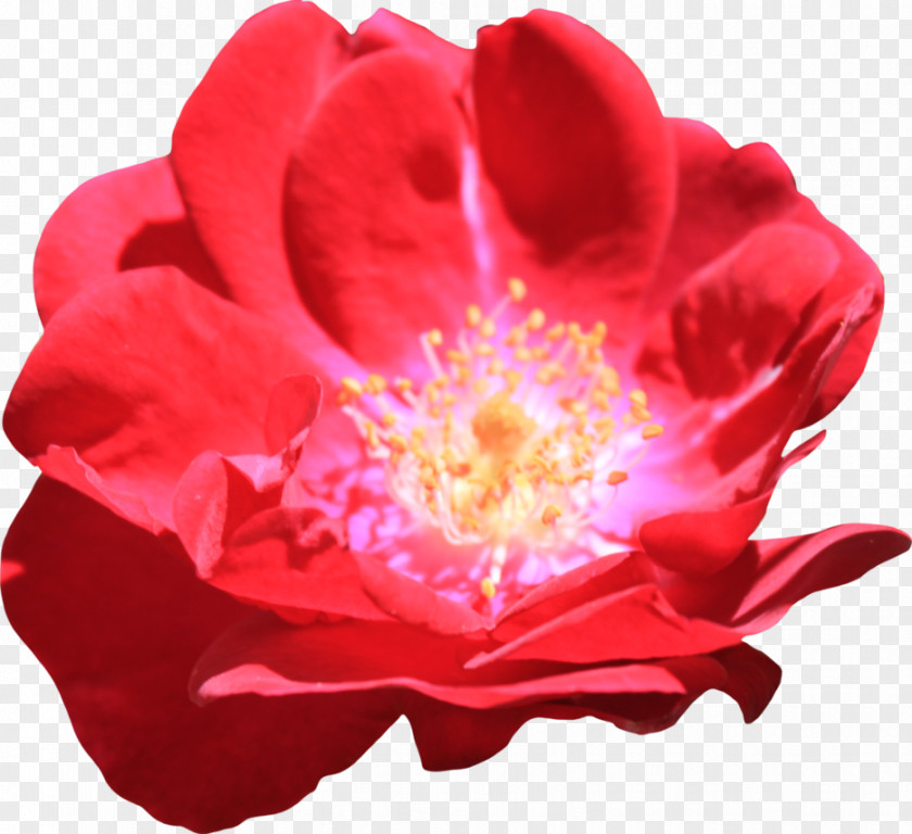 Red Centifolia Roses Rosa Chinensis Gallica Floribunda Garden PNG