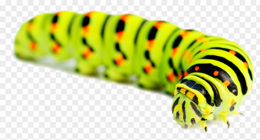 Caterpillar Inc. Clip Art Shutterstock PNG
