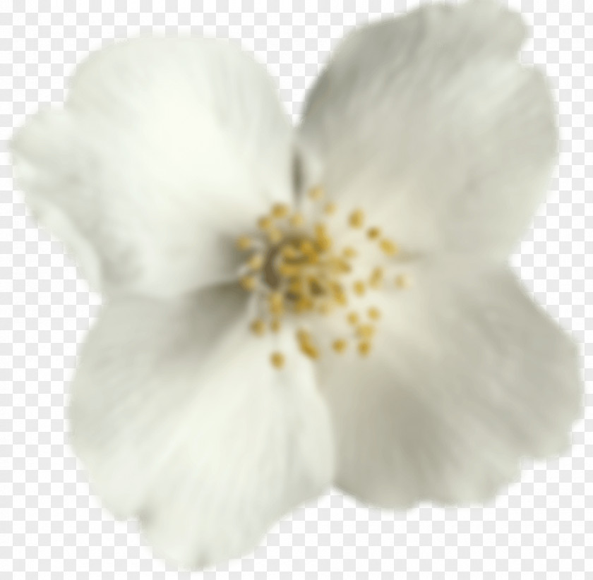 Cherry Blossom ST.AU.150 MIN.V.UNC.NR AD PNG