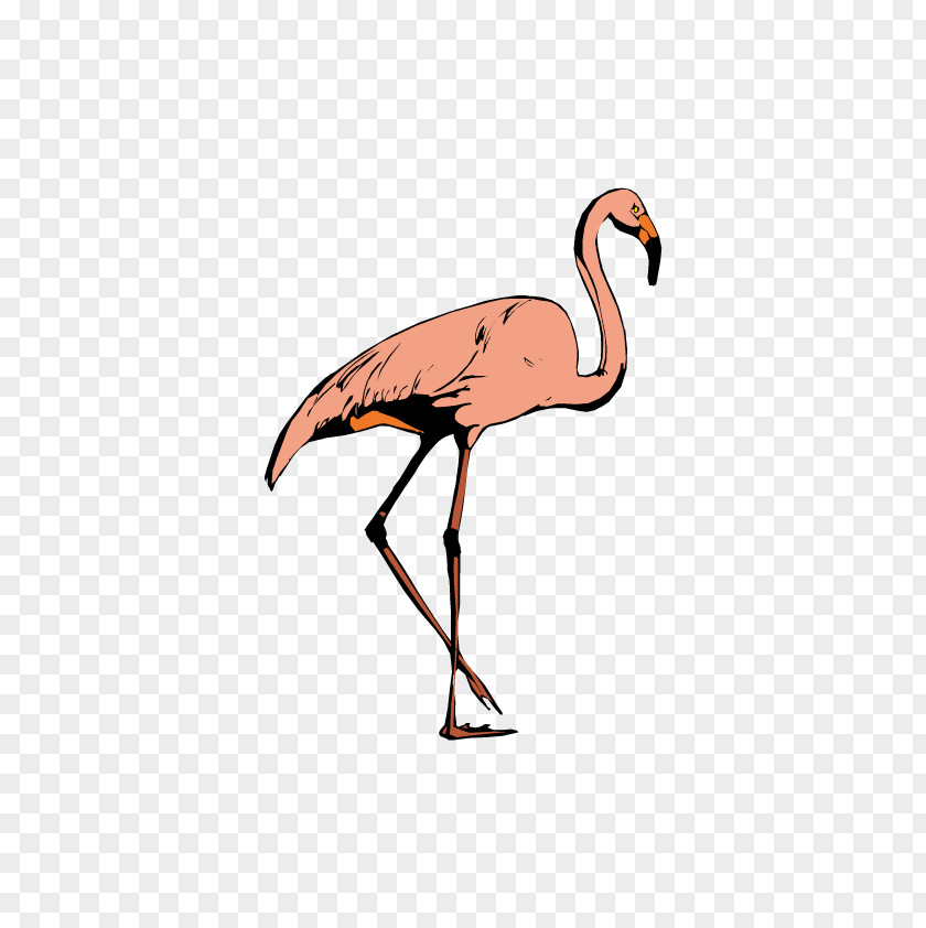 Pink Crane Bird Greater Flamingo Ciconia PNG
