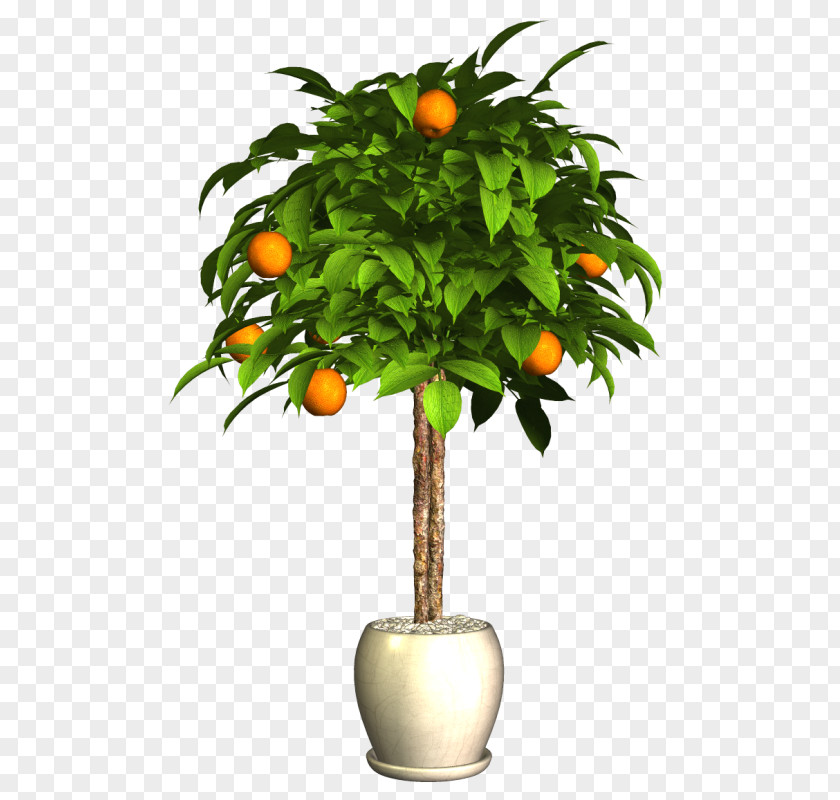 Bitter Orange Image Vector Graphics PNG