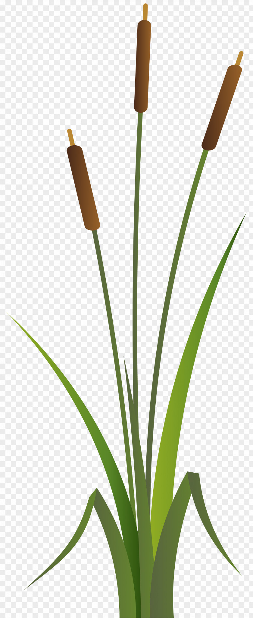 Bulrush Clip Art PNG