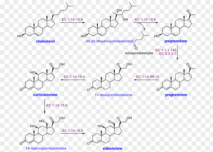 Cholestrol Cholesterol Progesterone Aldosterone Brain Natriuretic Peptide PNG